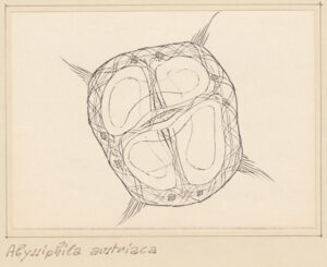 Abyssiphila Austriaca