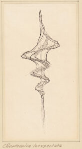 Chordospira Inexpectatia