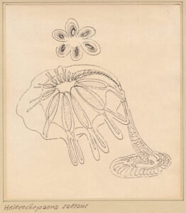 Helerochrysaora Saltans