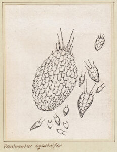 Ppantonotur Agastrifer