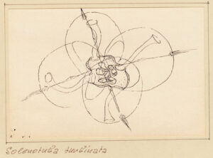 Ppantonotur Agastrifer